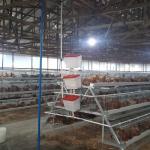 TAGAD poultry farm